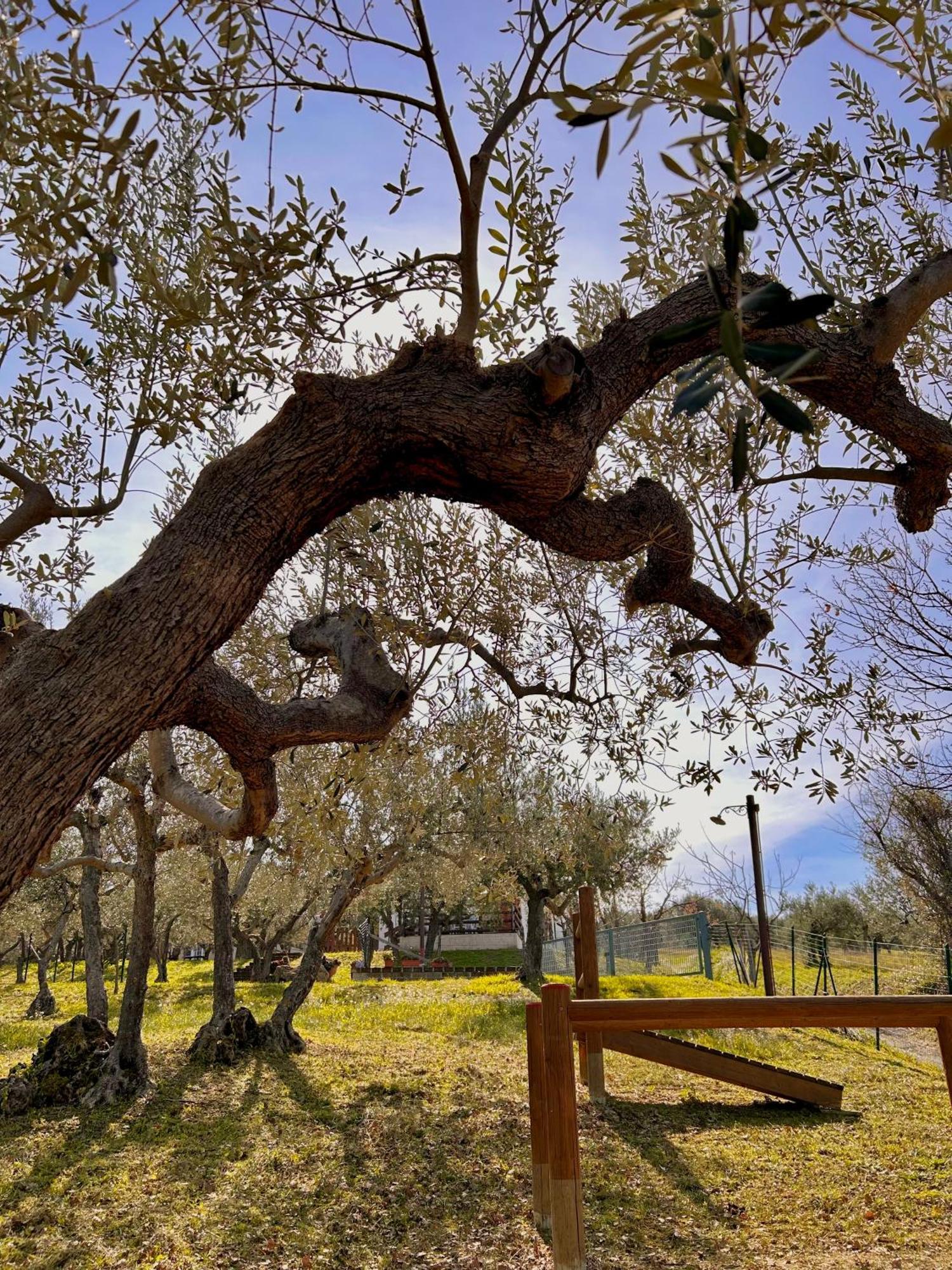Oasi Macerina Villa Alanno Luaran gambar